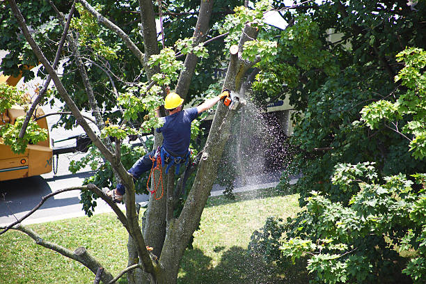 Best Storm Damage Tree Cleanup  in USA